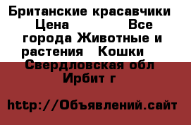 Британские красавчики › Цена ­ 35 000 - Все города Животные и растения » Кошки   . Свердловская обл.,Ирбит г.